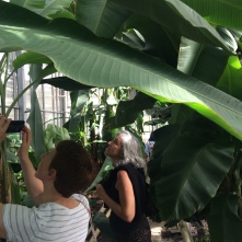 Inside the ITC banana greenhouse.