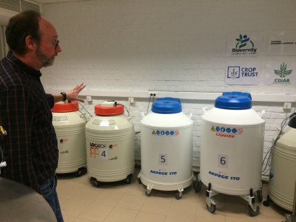 Bart Panis shows us the liquid nitrogen tanks that contain the cryopreserved bananas.